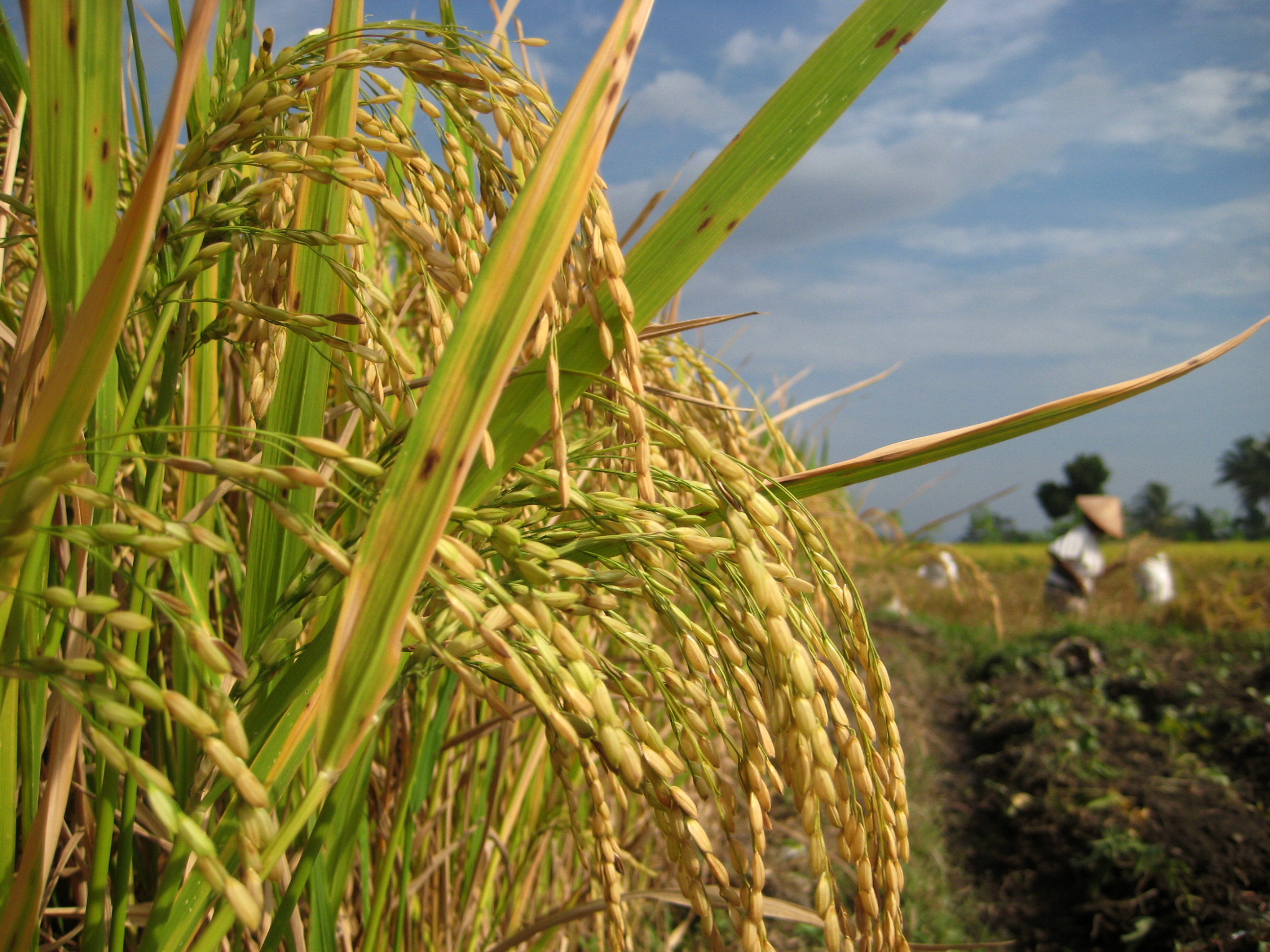 158 23 H Lahan Padi Petani Tanjabtim Klaim Asuransi 