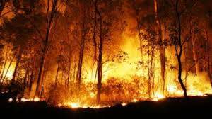 8.587,9 Hektar Lahan di Jambi Habis Terbakar