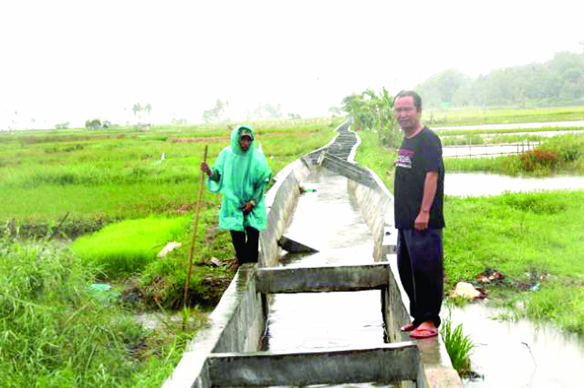 Irigasi Jebol Ratusan Sawah Terancam