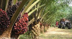 Harga CPO Turun Rp 235/Kg