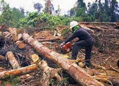Kejati Tangkap DPO Pembalakan Hutan