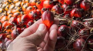 Harga CPO Naik Rp 105/Kg