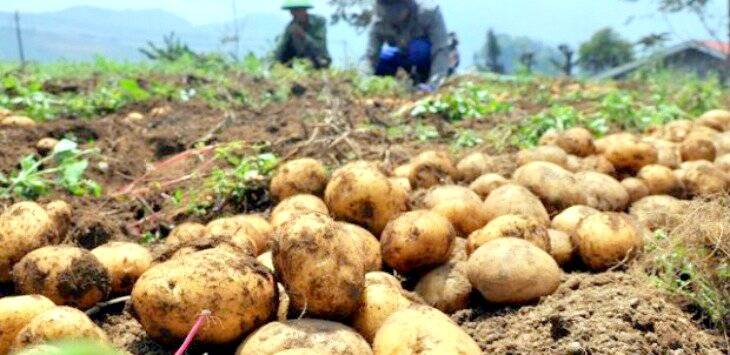 Harga Kentang di Kerinci Naik, Capai 50 Persen