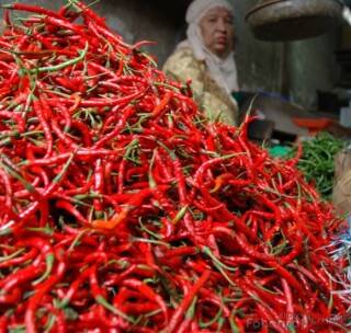 Harga Cabe Merah Anjlok