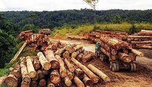 Illegal Logging Salah Satu Penyebab Utama Bencana Banjir