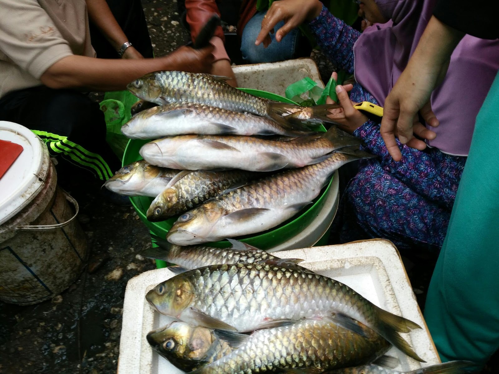 Populasi Ikan Semah Sarolangun Terancam Aktivitas Tambang 