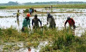 Lahan Perkebunan Jambi Terancam Gagal Panen