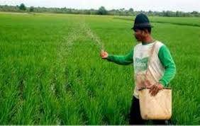 Masyarakat Mulai Idolakan Tanaman Pangan