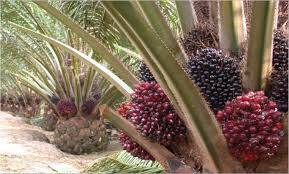 63.000 Hektar Kebun Sawit Perlu Peremajaan