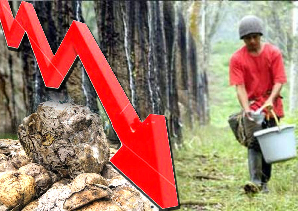 Harga Karet Terjun Bebas, Masyarakat Menjerit