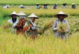 Nilai Tukar Petani Turun 0,77 Persen