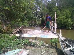 Penjaga Kawasan Mangrove Desa Tungkal I Mundur