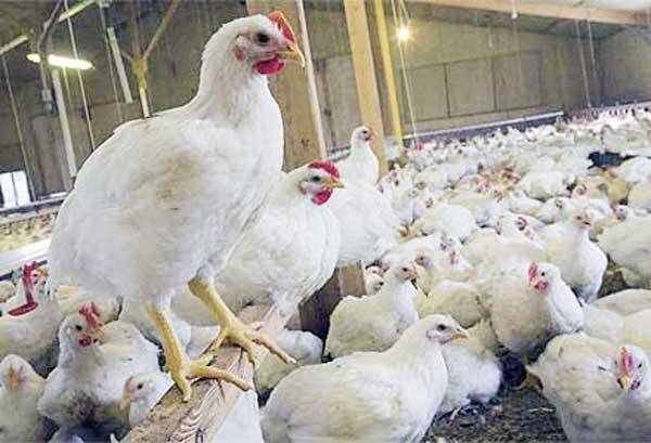 Tiap Bulan Kerinci Kekurangan Ayam Potong