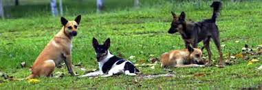 Disnakan Segera Eliminasi Anjing Liar