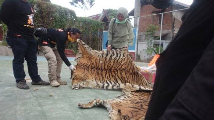 BKSDA Jambi Musnahkan Kulit Harimau Sumatera