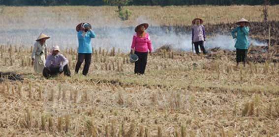Petani Kota Jambi Alami Kerugian Ratusan Juta
