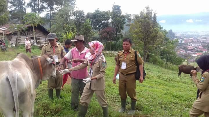 Cek Sapi Qurban, Disnakan Bentuk Dua Tim