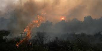 Kemarau, Hutan Gambut Rawan Kebakaran