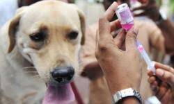 Disnakan Targetkan Kota Sungaipenuh, Bebas Rabies 2020