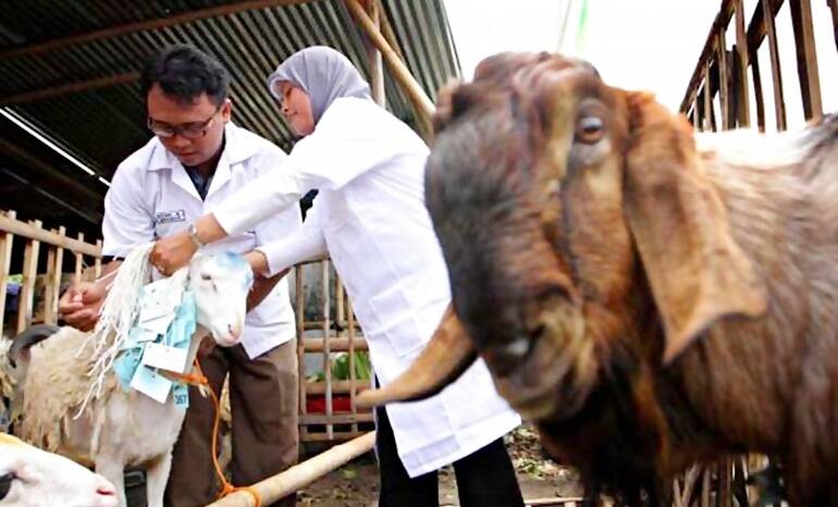 Kerinci Kekurangan Dokter Hewan
