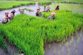 2018, Petani di Kerinci Akan Dapat Rumah Pengolahan