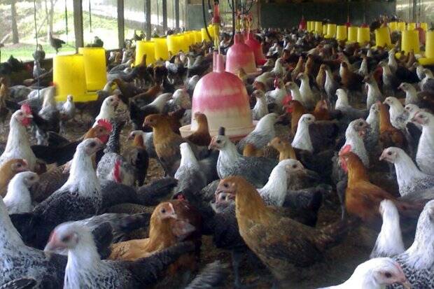 Harga Ayam Kampung Terbang Tinggi