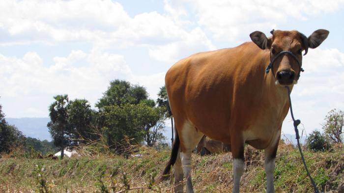 Jangan Potong Sapi dan Kerbau Betina