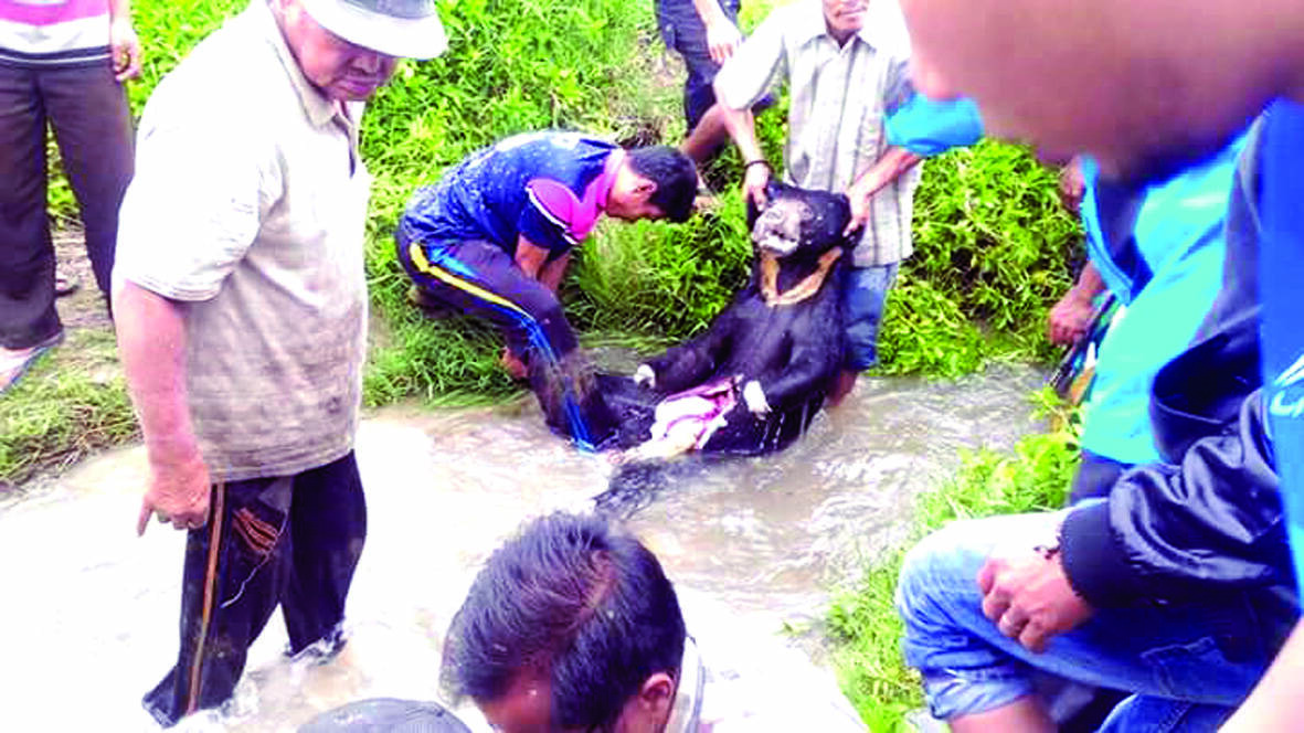 Beruang Madu Tewas Ditombak Warga
