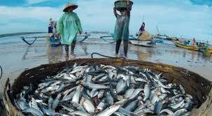 Produksi Ikan Kabupaten Batanghari Meningkat