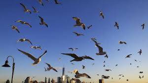 Ribuan Burung Migran Berdatangan Di Pantai Cemara