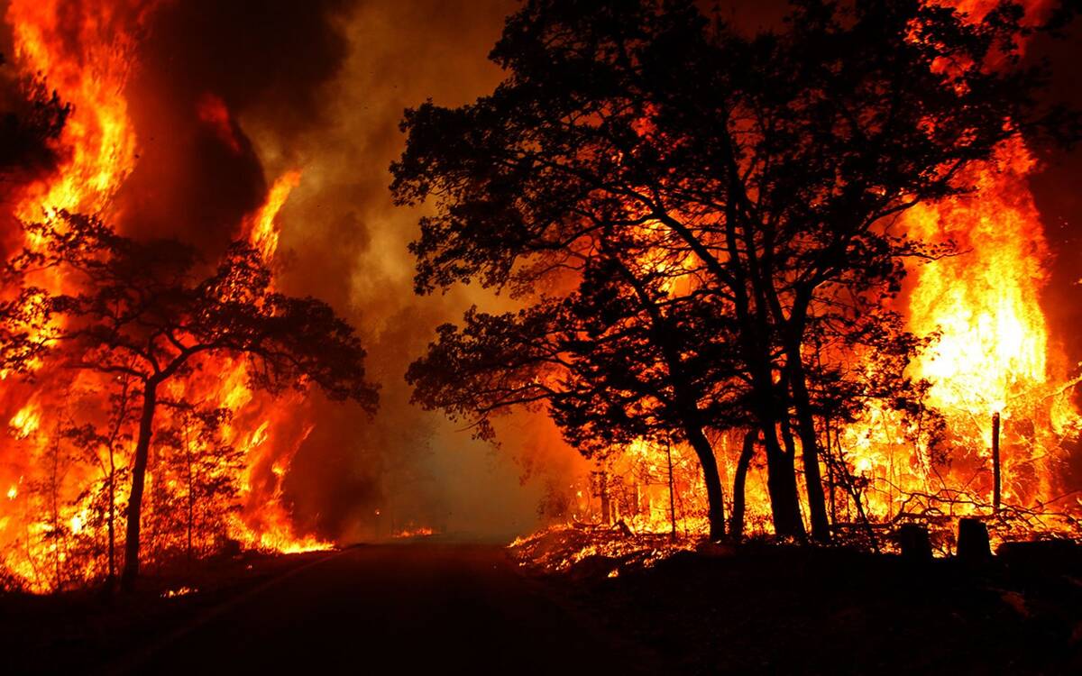 Ratusan Hektar Hutan dan Lahan di Batanghari Terbakar