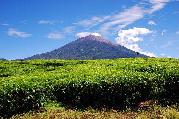 Ancaman Kawasan TNKS Kerinci Masih Tinggi