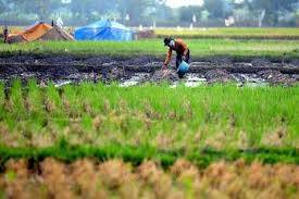 Selampaung Kebagian Program Cetak Sawah