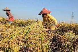 104 Ha Lahan Padi Puso