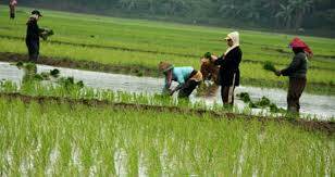 Perluasan Lokasi Lahan Sawah Sudah Diajukan