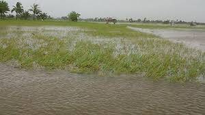 Puluhan Hektare Sawah Dipinggir Danau Terendam Banjir
