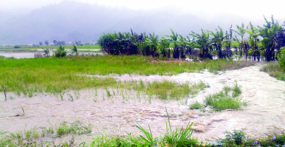Puluhan Hektare Sawah Terendam Banjir dan Terancam Puso dan Penen