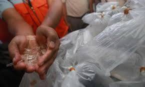 KIPM Lepas Liarkan Benih Lobster ke Habitatnya