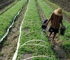 Dinas Tanaman Pangan Rencanakan Varietas Unggulan Padi Baru