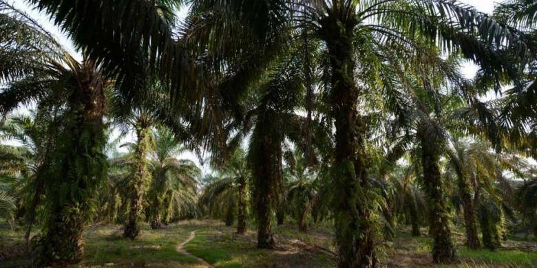 Batanghari Mendapat 1.500 Hektar Kebun Sawit Program Replanting