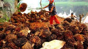 Harga CPO Jambi Turun Rp 328/Kg