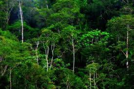 Hutan Adat Jambi Menunjang Ekonomi Masyarakat