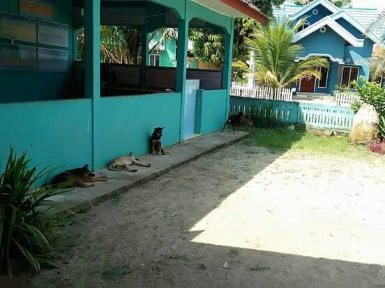 Warga Desa Jebak Keluhkan Banyaknya Anjing Liar yang Berkeliaran