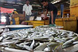 Kebutuhan Ikan di Sarolangun Capai 9.000 Ton Pertahun