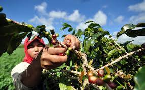 Kopi Kerinci Potensi Unggulan Indonesia
