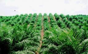 Batanghari Targetkan Peremajaan 2.500 Hektare Kebun Sawit