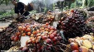 Harga CPO Naik Rp 111/Kg