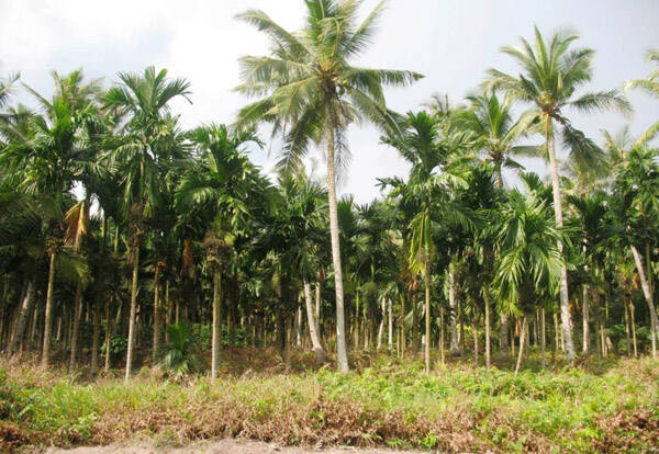 Ribuan Hama Kumbang Serang Kebun Kelapa di Tanjabtim