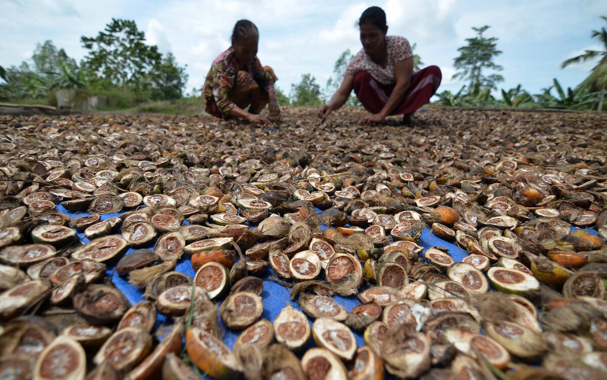 Harga Pinang Kembali Anjlok