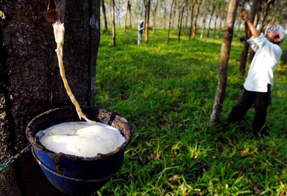 2.192 Hektar Kebun Karet di Batanghari Diserang Jamur